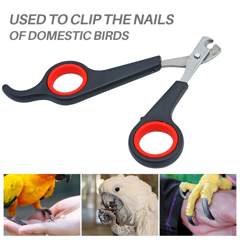 12cm Pet Parrot Nail Scissor D - Grooming Scissors ulasan dan harga